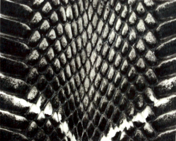Snake Skin Sticker 03