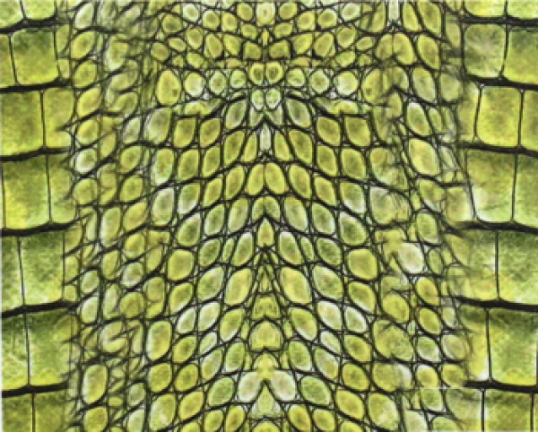 Snake Skin Sticker 05