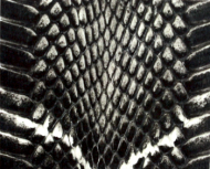 Snake Skin Sticker 03