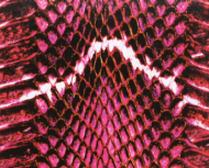Snake Skin Sticker 04